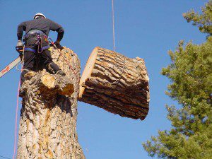 Tree trimming,Cashiers,North Carolina