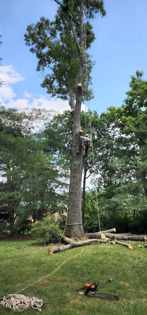 Hendersonville NC | Tree Removal | Mountain Tree Professionals LLC |  (828) 214-9747