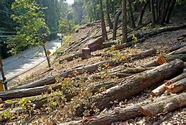 Tree Service Brevard North Carolina