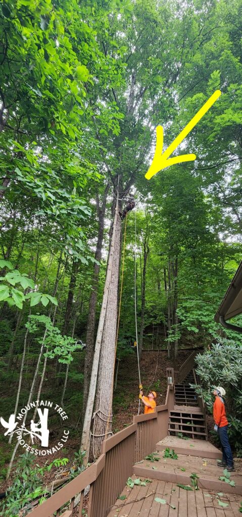 Safe And Affordable Tree Services
