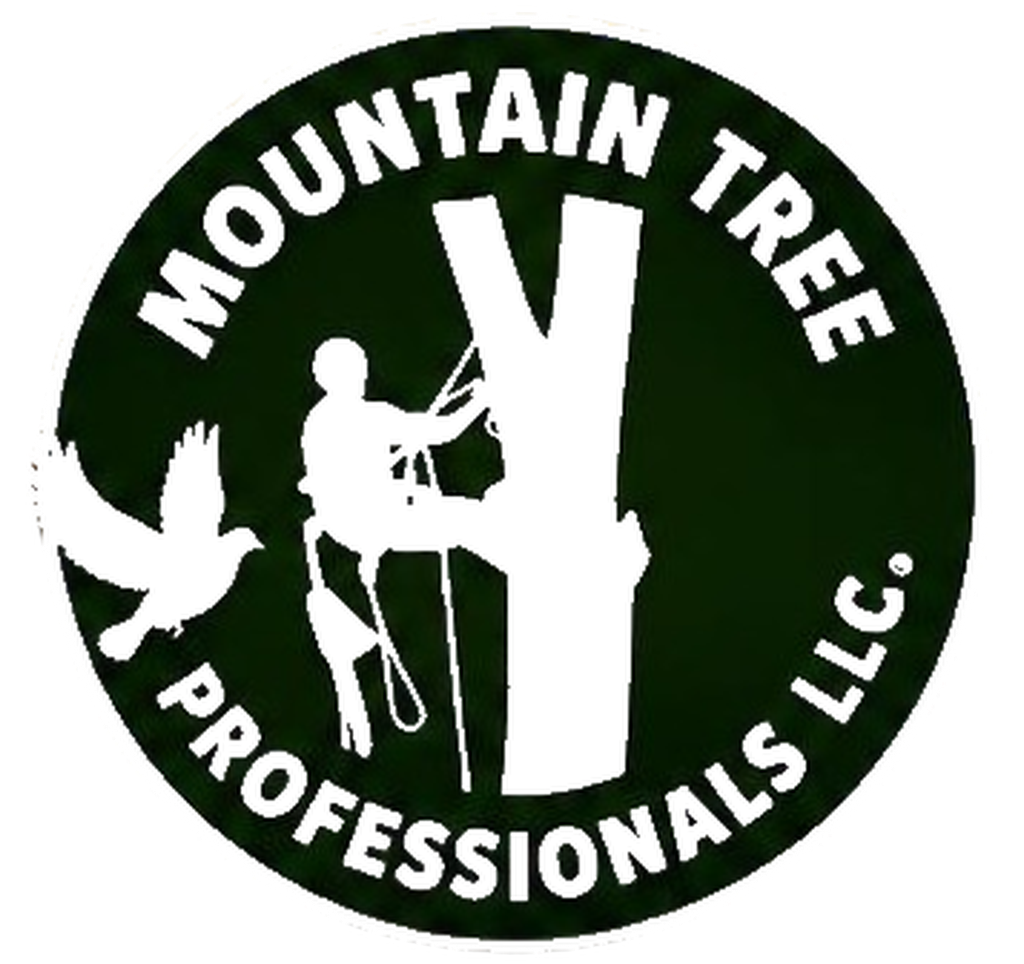 Preparing Your Trees for Winter: Late October Care in Western North Carolina